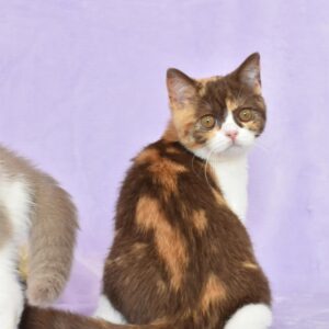 Tortie Harlequin Longhair Male