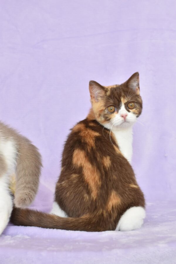 DSC_0013 Tortie Harlequin Longhair Male