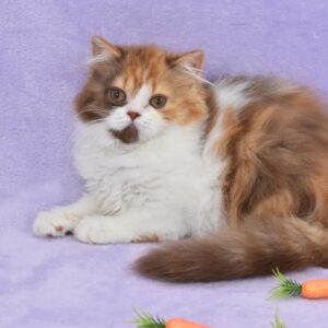 Lilac Tortoise Bicolor Male