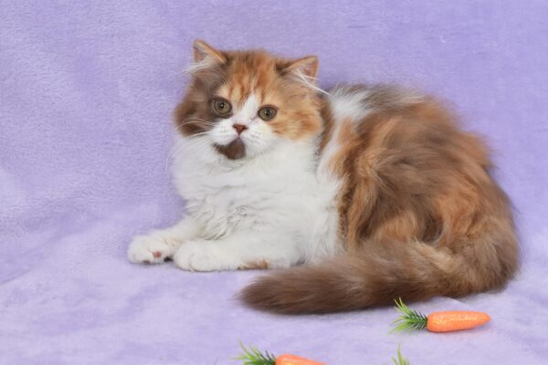 DSC_0086 Lilac Tortoise Bicolor Male