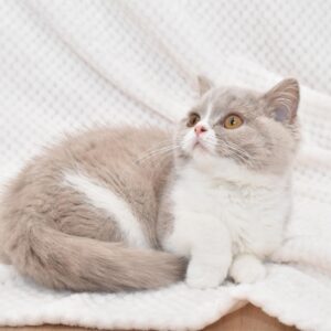 Silver Tortoise Marble  Female