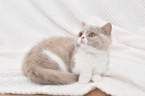 DSC_0152 Silver Tortoise Marble Female