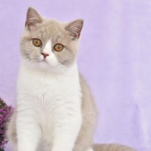 Lilac Tortie Harlequin Longhair Female