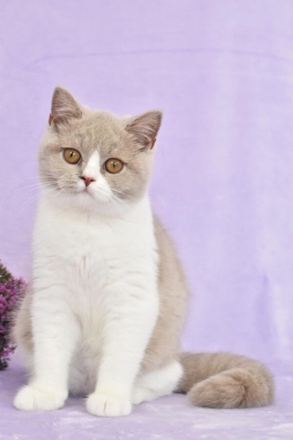 DSC_0657 Lilac Tortie Harlequin Longhair Female