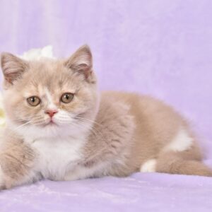 Cream Blotched Tabby Male