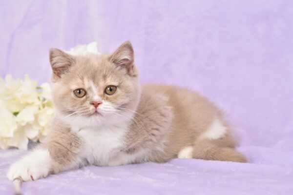 DSC_0719 Cream Blotched Tabby Male