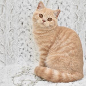 Gemira Tortie Harlequin Female