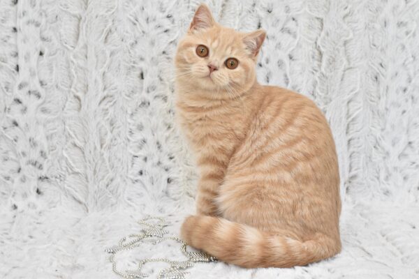 DSC_0791 (1) Gemira Tortie Harlequin Female